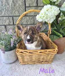 Gorgeous Corgi Puppies - Photo 6