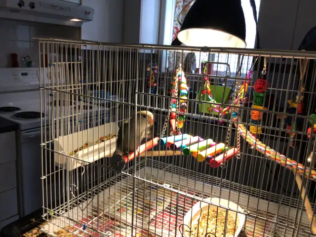 Rare female love bird!