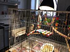 Rare female love bird!