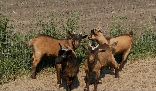 Nigerian Purebred Dwarf Goats