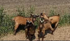 Nigerian Purebred Dwarf Goats