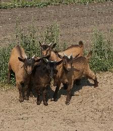 Nigerian Purebred Dwarf Goats - Photo 2