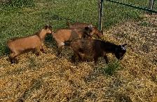 Nigerian Purebred Dwarf Goats - Photo 3