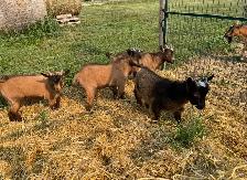 Nigerian Purebred Dwarf Goats - Photo 4