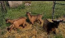 Nigerian Purebred Dwarf Goats - Photo 5