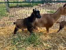 Nigerian Purebred Dwarf Goats - Photo 6