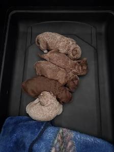 CKC Poodle Puppies