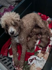 CKC Poodle Puppies - Photo 2