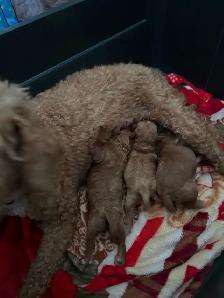 CKC Poodle Puppies - Photo 3