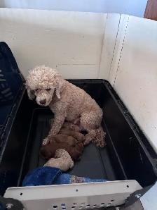 CKC Poodle Puppies - Photo 4