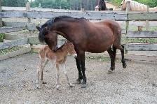 Equine Farm Hand Wanted - Photo 2