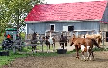 Equine Farm Hand Wanted - Photo 4