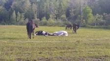 Pension pour cheval