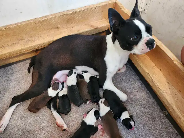 Beautiful Boston Terrier Puppies