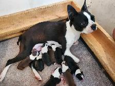 Beautiful Boston Terrier Puppies