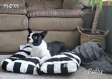 Beautiful Boston Terrier Puppies - Photo 2