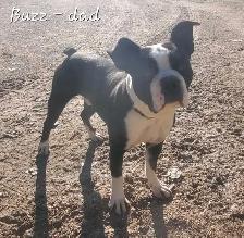 Beautiful Boston Terrier Puppies - Photo 3