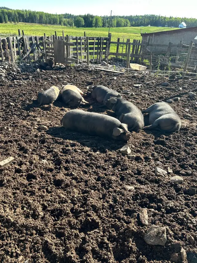 large black butcher pigs