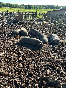 large black butcher pigs