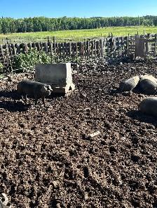 large black butcher pigs - Photo 2