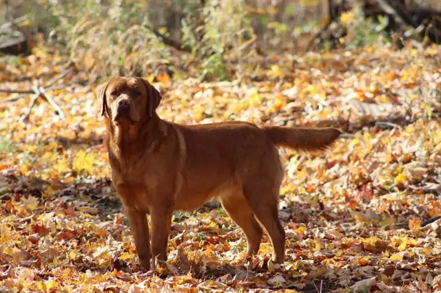 Purebred CKC Registered English Labrador Retriever