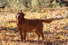Purebred CKC Registered English Labrador Retriever