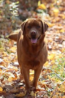 Purebred CKC Registered English Labrador Retriever - Photo 2
