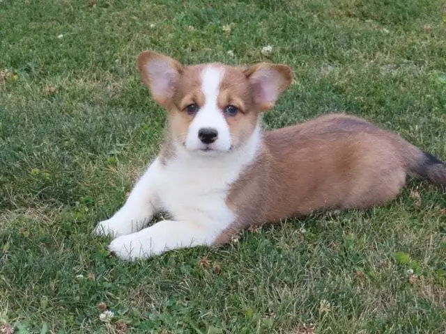 Corgi pupies