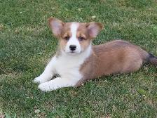 Corgi pupies