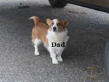 Corgi pupies - Photo 2