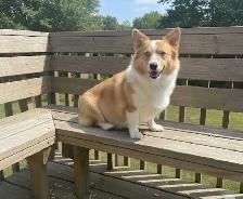 Corgi pupies - Photo 3