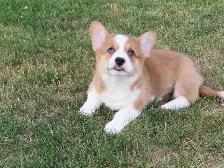 Corgi pupies - Photo 4
