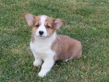 Corgi pupies - Photo 5