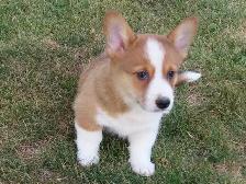 Corgi pupies - Photo 6