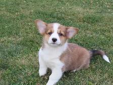 Corgi pupies - Photo 7