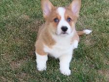 Corgi pupies - Photo 8