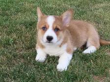 Corgi pupies - Photo 9