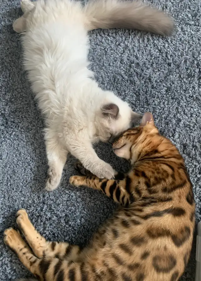 Purebred Bengal/Himalayan Kittens