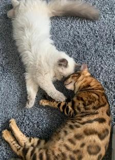 Purebred Bengal/Himalayan Kittens