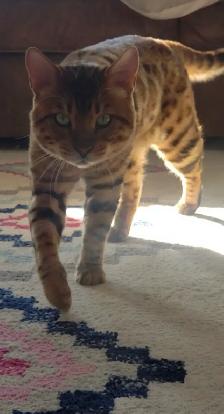 Purebred Bengal/Himalayan Kittens - Photo 2