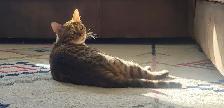 Purebred Bengal/Himalayan Kittens - Photo 5