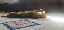 Purebred Bengal/Himalayan Kittens - Photo 6