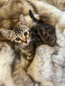 Purebred Bengal/Himalayan Kittens - Photo 7