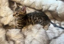 Purebred Bengal/Himalayan Kittens - Photo 8