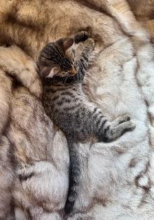 Purebred Bengal/Himalayan Kittens - Photo 10