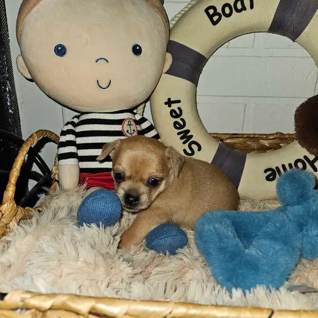 Chihuahua à réservé à Cloridorme en Gaspésie