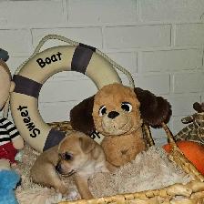 Chihuahua à réservé à Cloridorme en Gaspésie - Photo 3