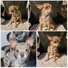 Chihuahua à réservé à Cloridorme en Gaspésie - Photo 10