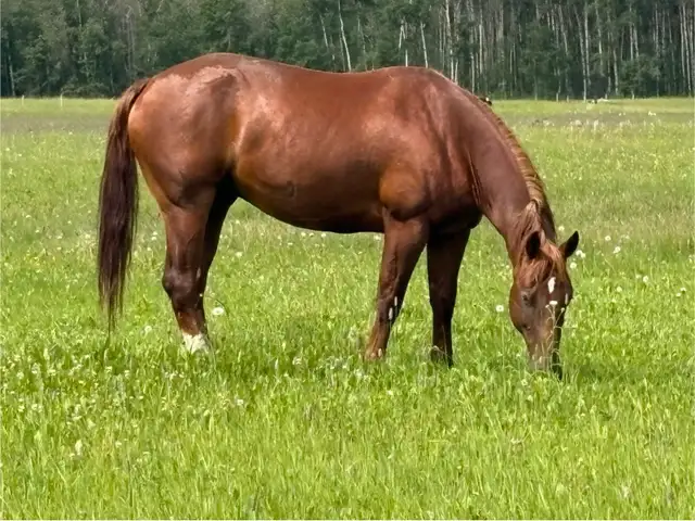GELDING FOR SALE
