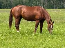 GELDING FOR SALE
